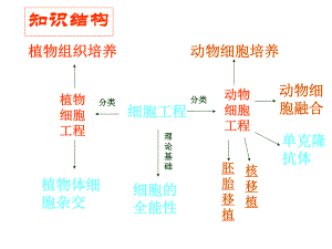 《细胞工程复习课》ppt课件.ppt