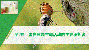 2.4生命活动的主要承担者----蛋白质课件--高一上学期生物人教版（2019）必修1.pptx