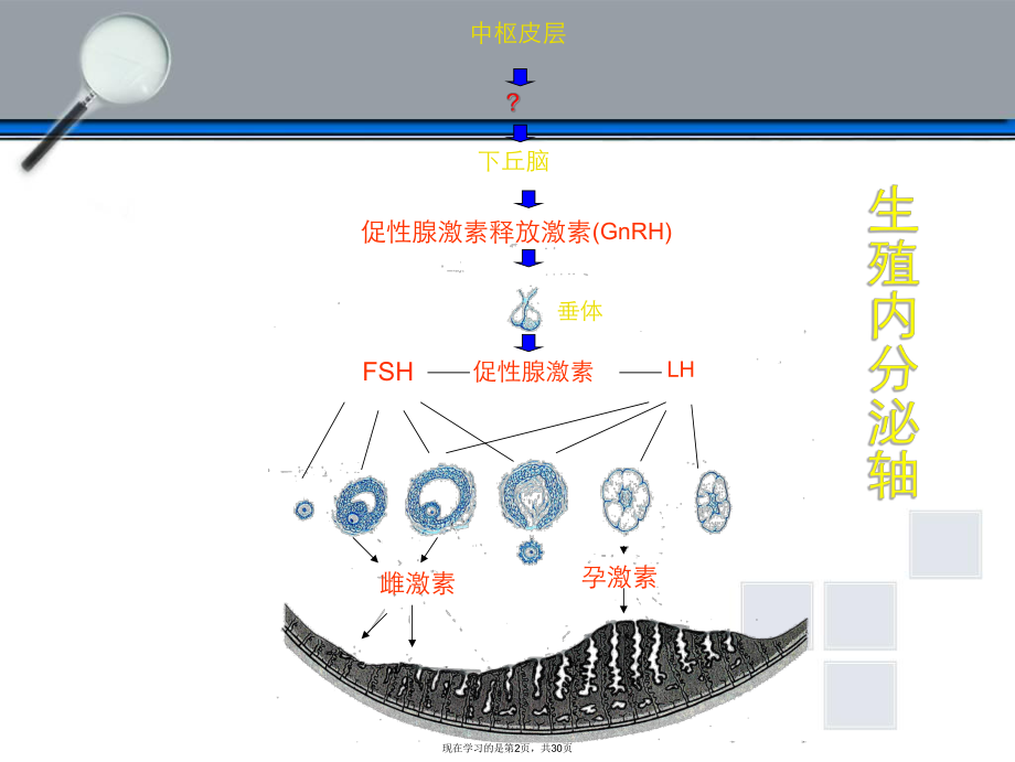 下丘脑垂体性腺轴与生殖调节.ppt_第2页