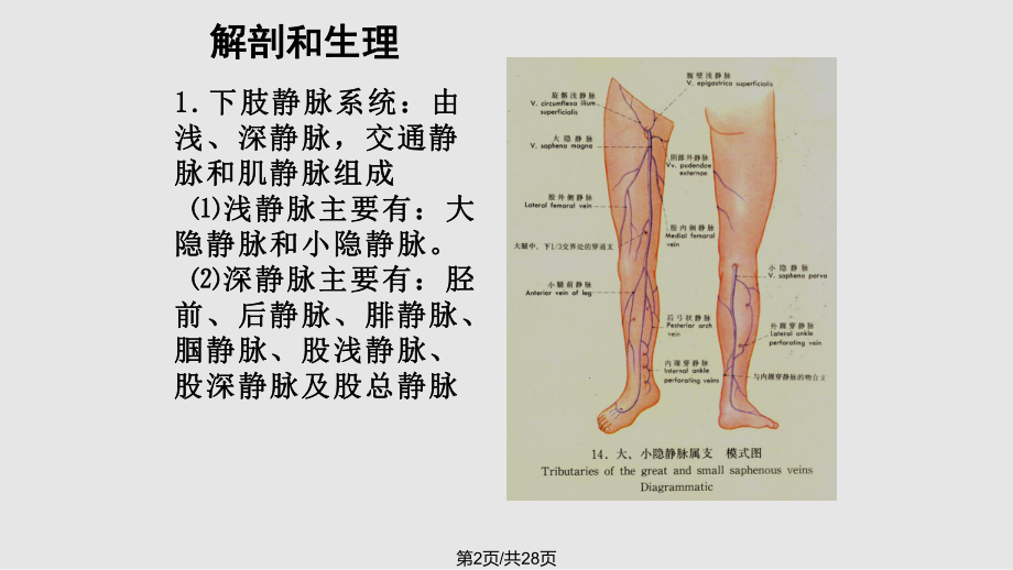 下肢静脉曲张病人的护理.pptx_第2页