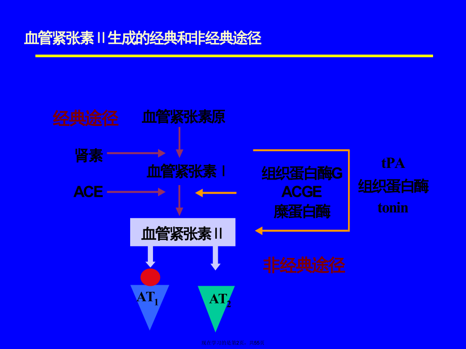 acei和arb治疗高血压的比较.ppt_第2页