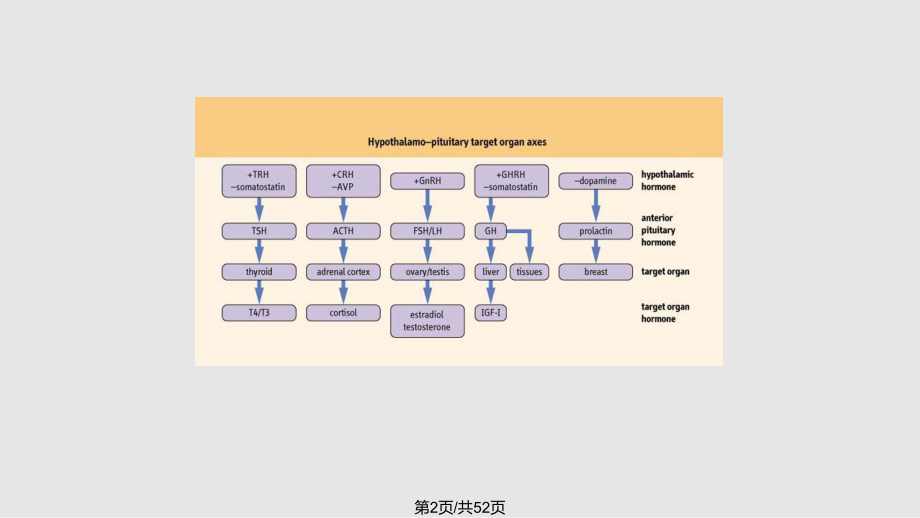 下丘脑与垂体.pptx_第2页