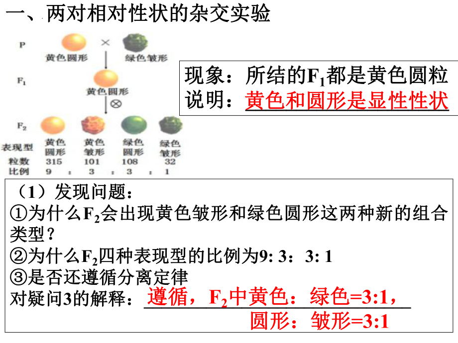 高三一轮复习生物：自由组合定律课件.pptx_第2页