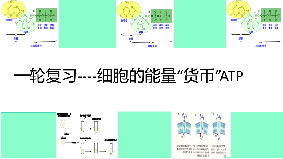 高三一轮复习生物：细胞的能量“货币”ATP课件.pptx_第1页