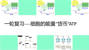 高三一轮复习生物：细胞的能量“货币”ATP课件.pptx