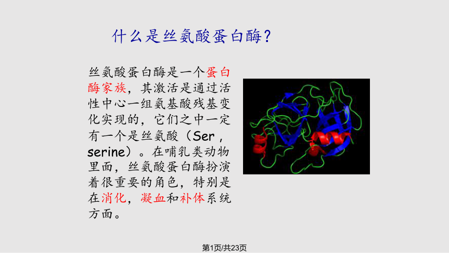 丝氨酸蛋白酶水解机制.pptx_第1页