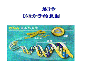 DNA的复制和基因的表达ppt课件.ppt