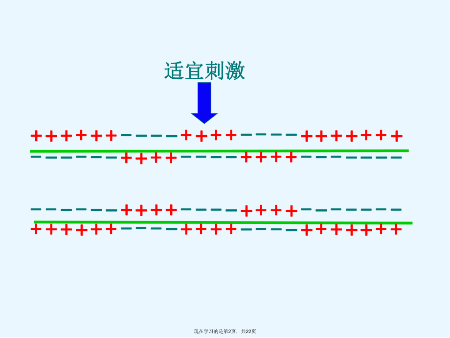 兴奋的传导和传递.ppt_第2页