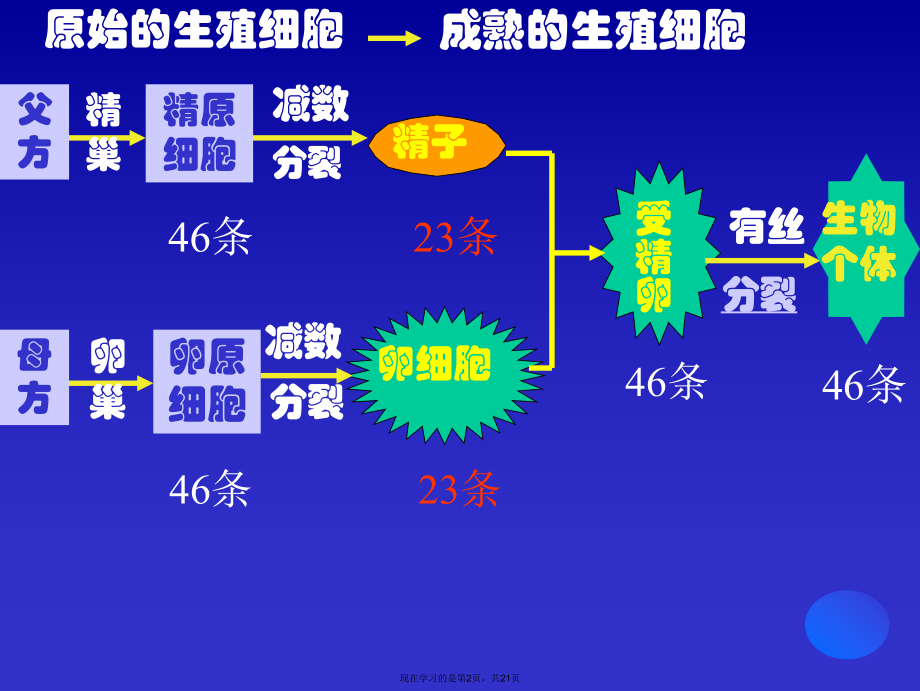 减数分裂 (3).ppt_第2页