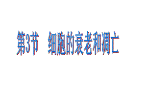 细胞衰老和凋亡ppt课件.ppt