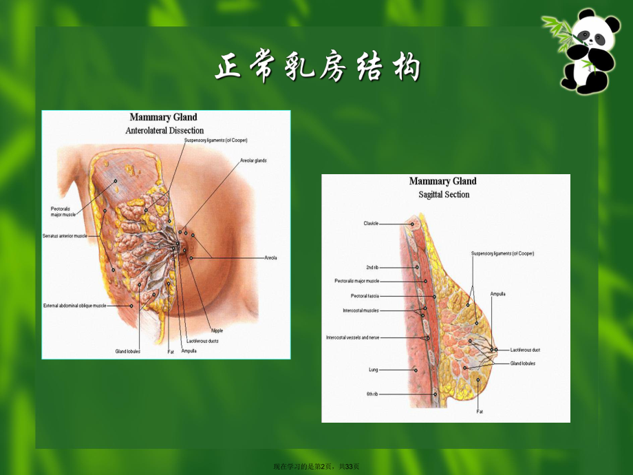 产前产后的乳房保健.ppt_第2页