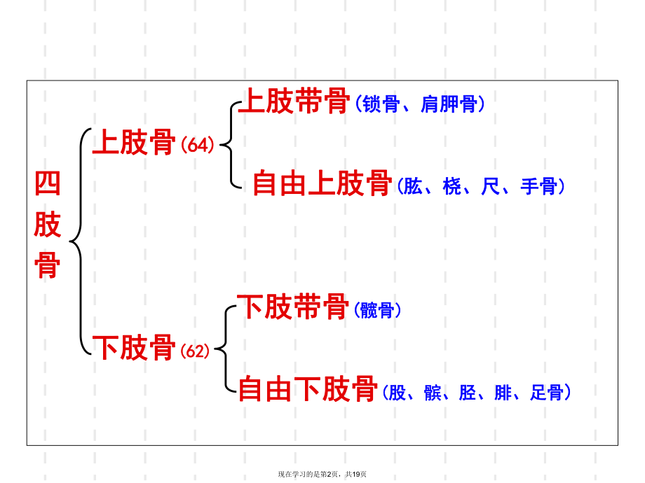 人体解剖学之四肢骨骼.ppt_第2页