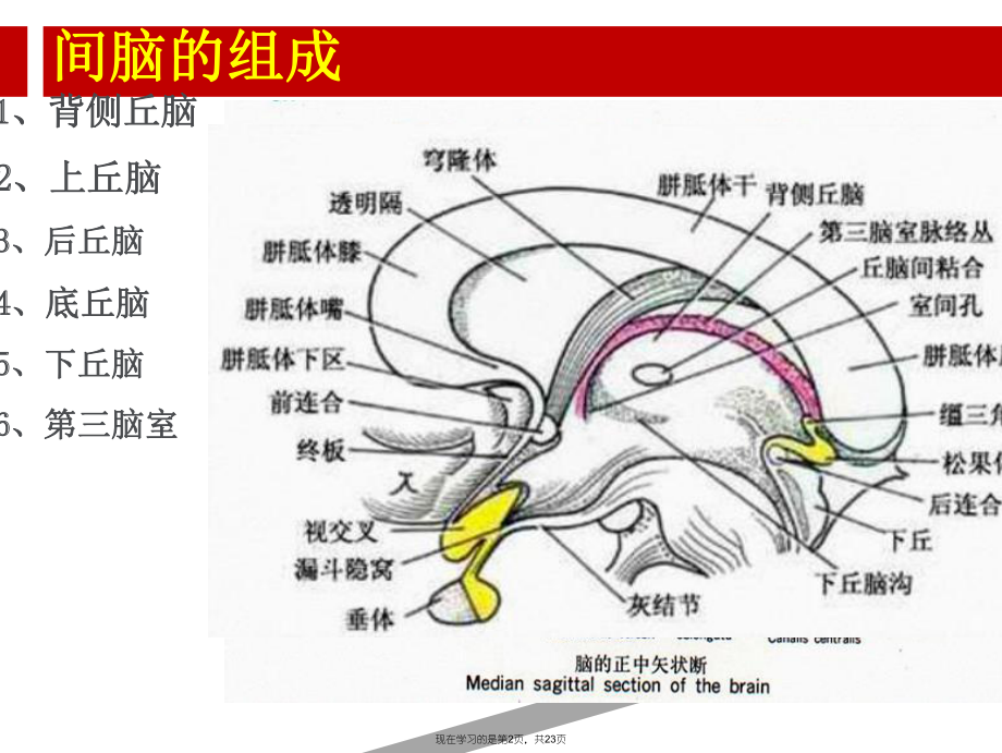 丘脑的神经解剖课件.ppt_第2页