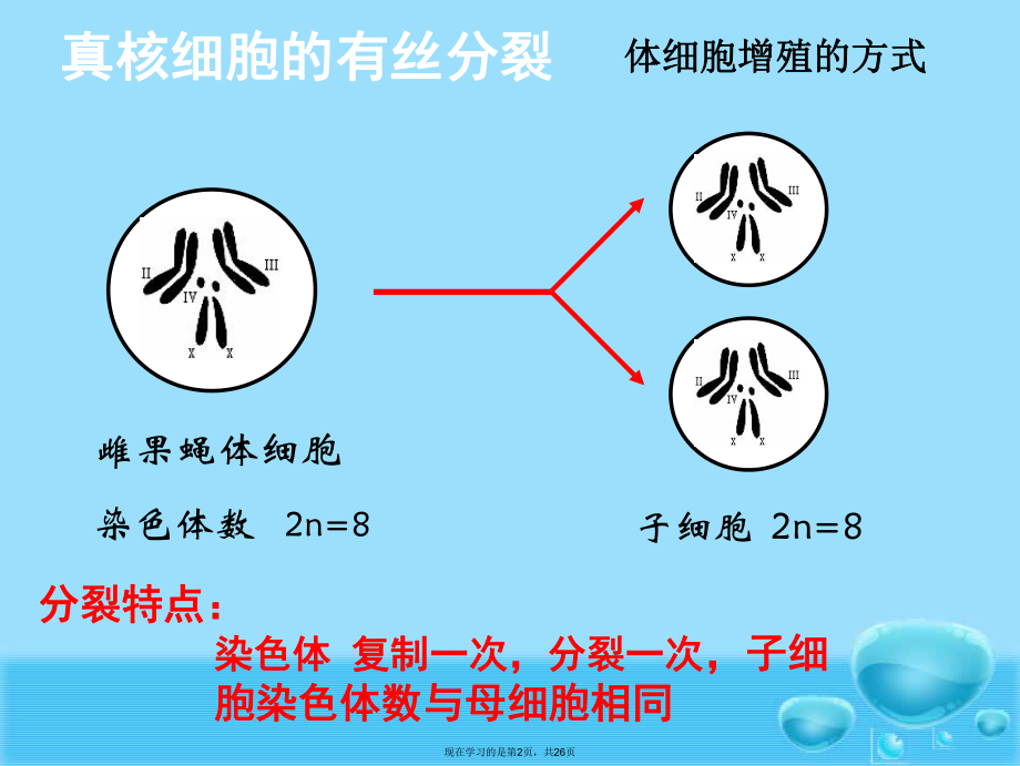 减数分裂精子的形成.ppt_第2页