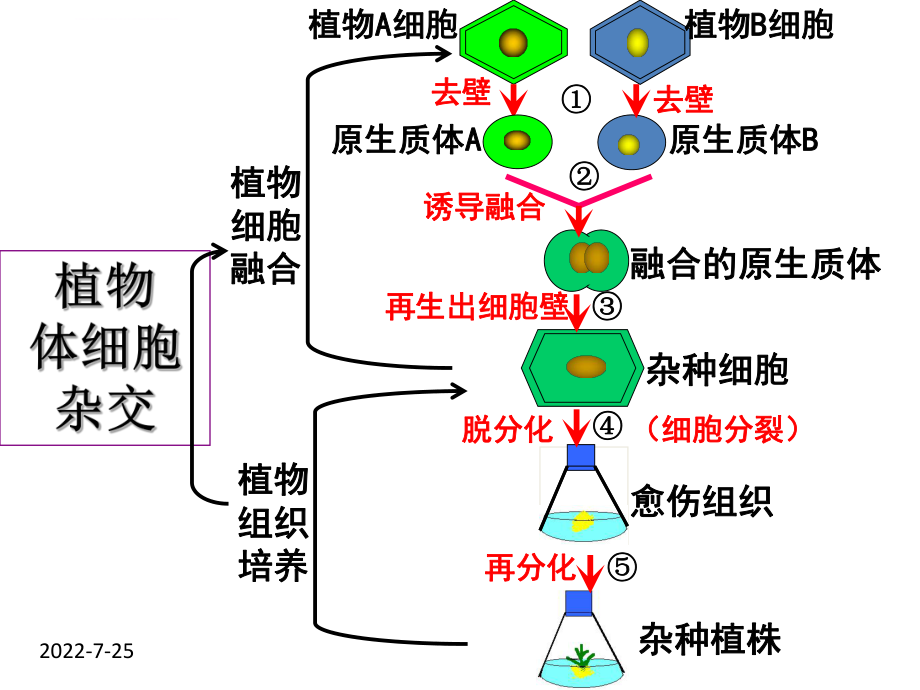 植物细胞工程的实际应用（上课用）ppt课件.ppt_第2页