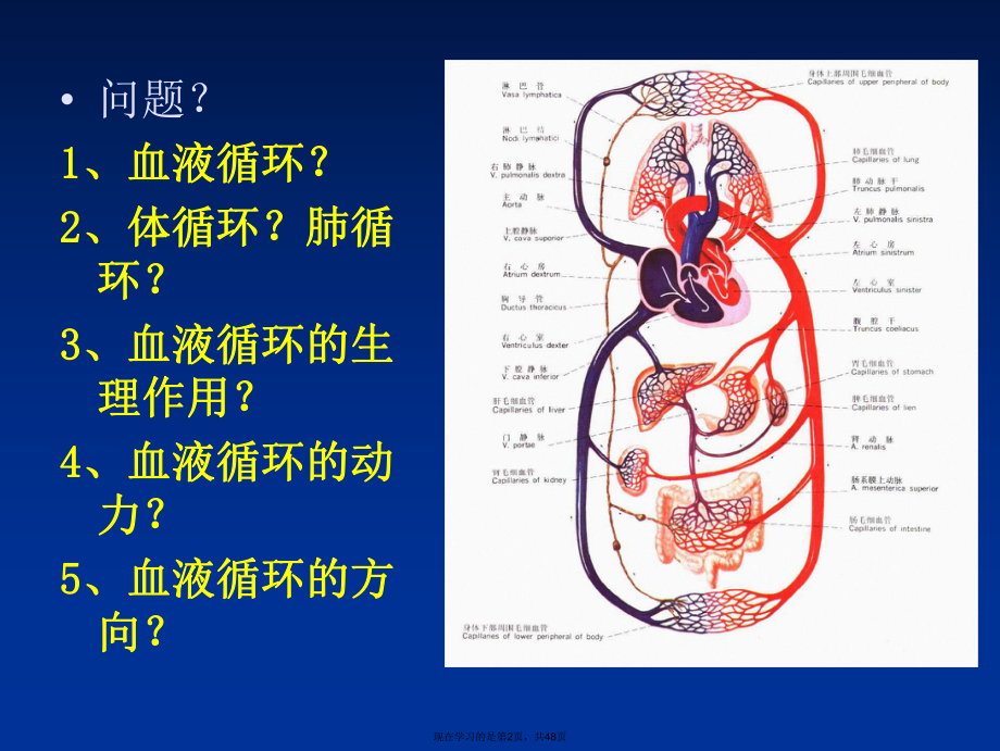 人体生理学血液循环.ppt_第2页