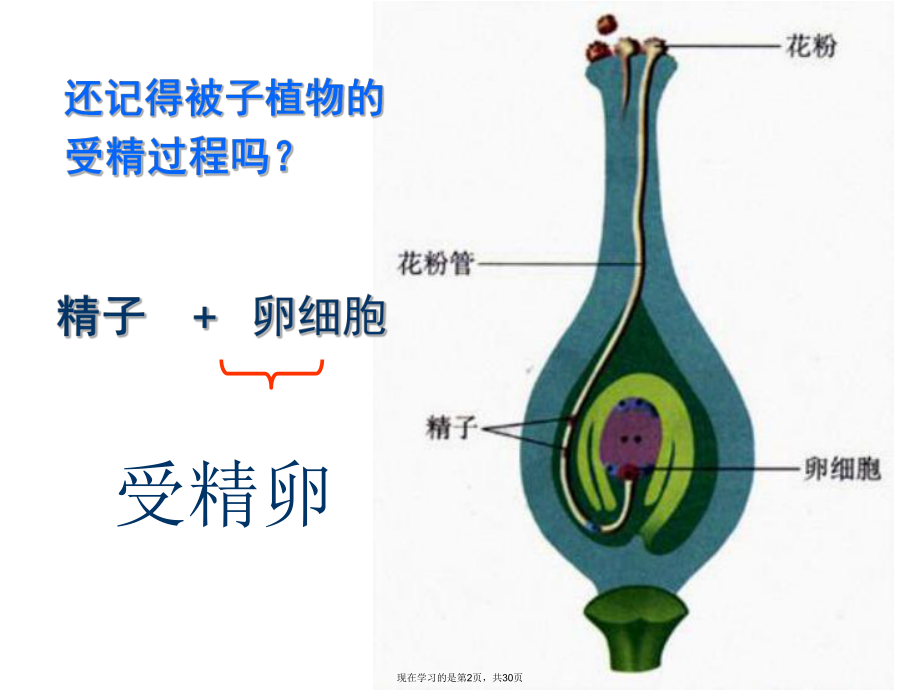 人的生殖过程1.ppt_第2页