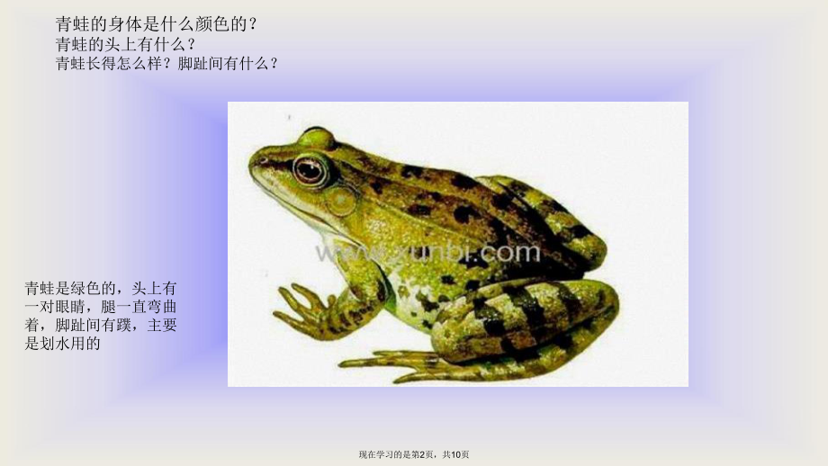 中班科学青蛙的生长过程课件.ppt_第2页