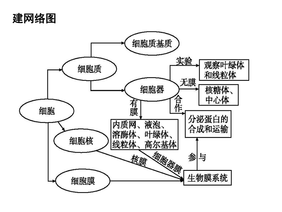 细胞器系统内的分工合作全知识点ppt课件.ppt_第2页