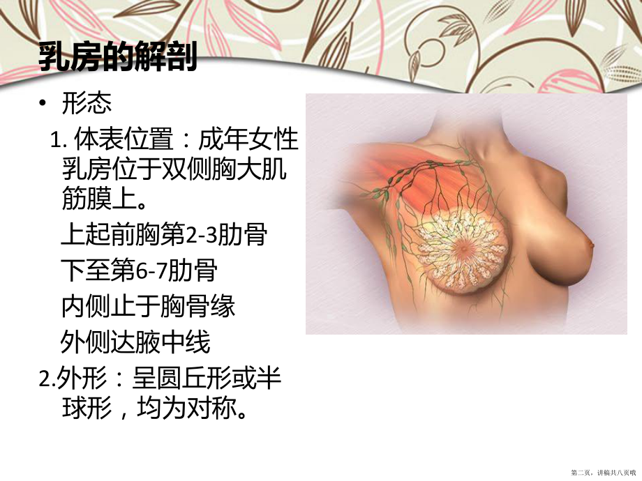 乳房的解剖与生理讲稿.ppt_第2页