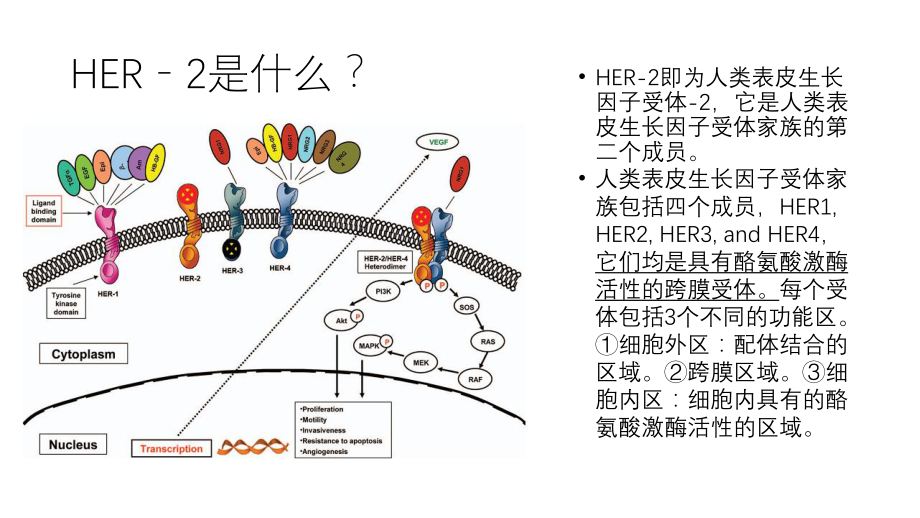 三种抗HER2药物的区别ppt课件.pptx_第2页