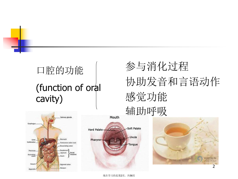 口腔局部解剖 (3).ppt_第2页