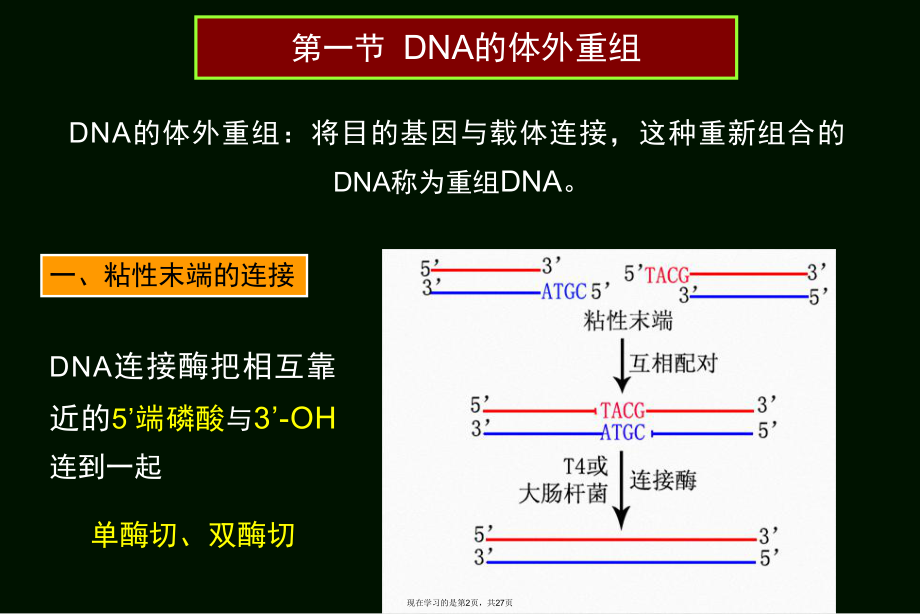 基因的转移与重组体的筛选和鉴定.ppt_第2页