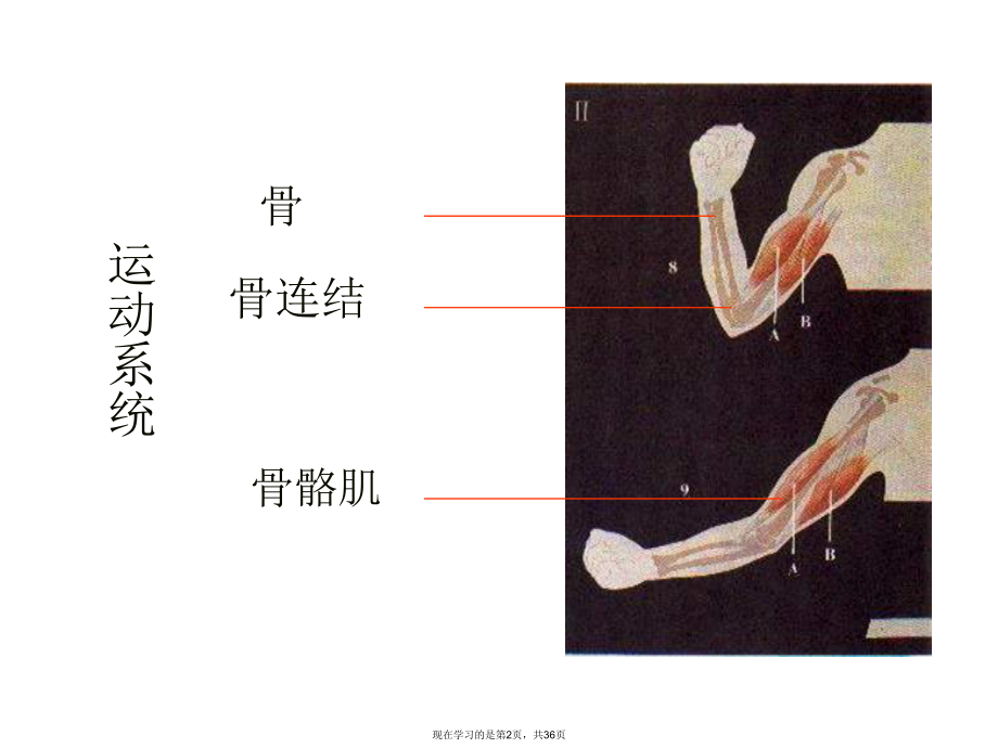 动物运动的形成 (2).ppt_第2页