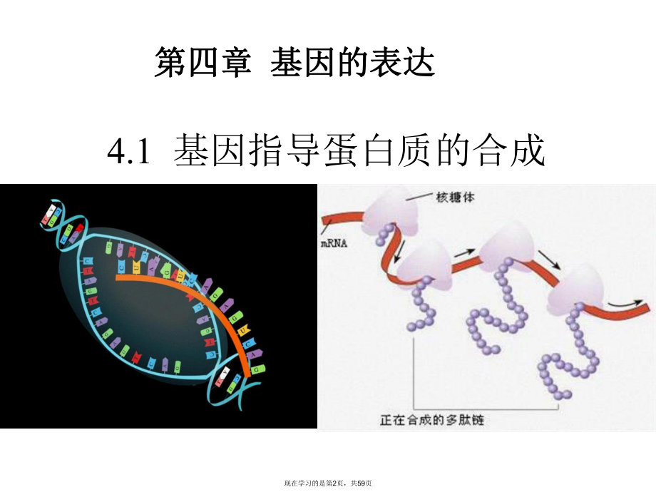 基因的表达转录和翻译.ppt_第2页