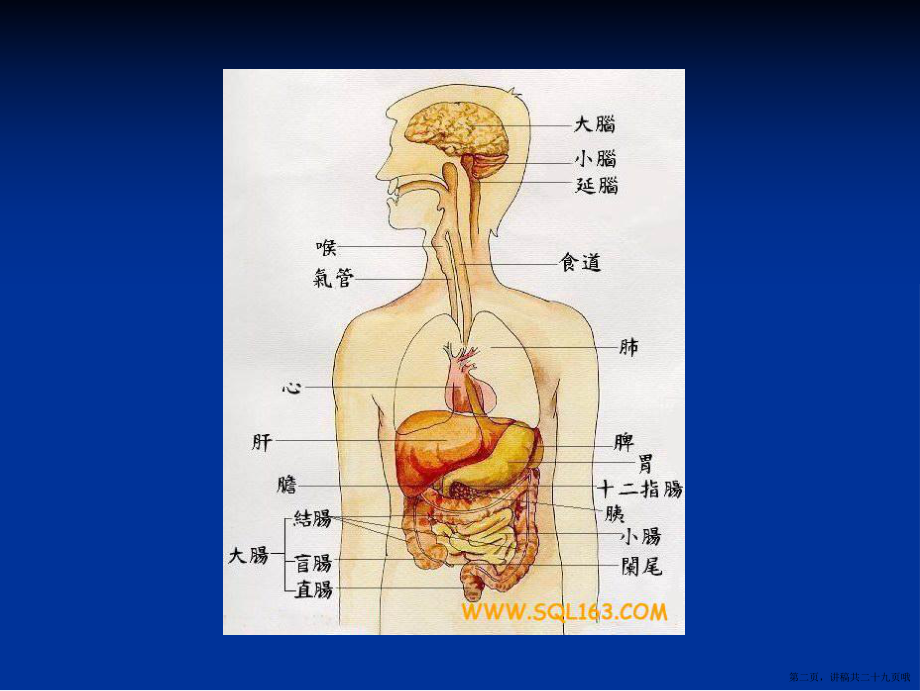 乙肝基础知识讲座讲稿.ppt_第2页