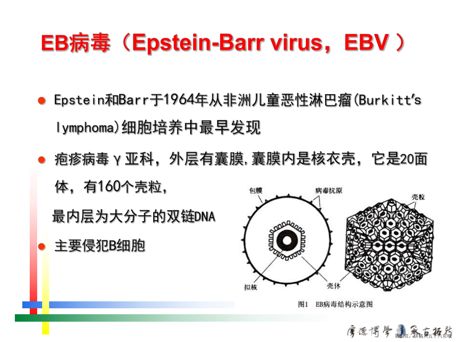 eb病毒感染的特殊表现讲稿.ppt_第2页