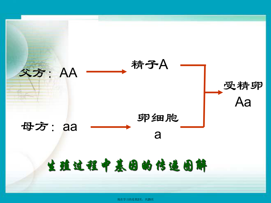 初中生物第三节基因的显性和隐性.ppt_第2页