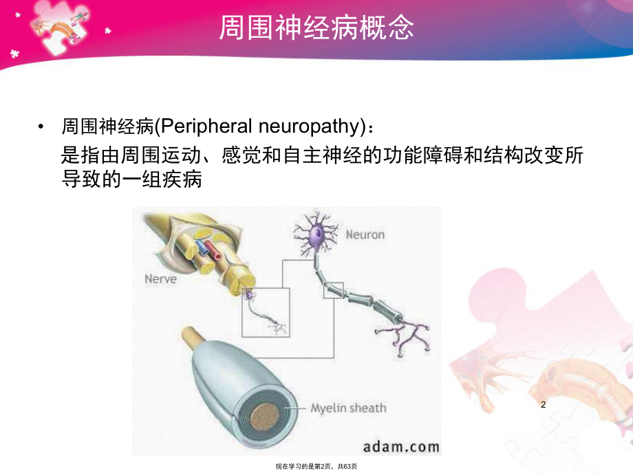 周围神经病概述.ppt_第2页