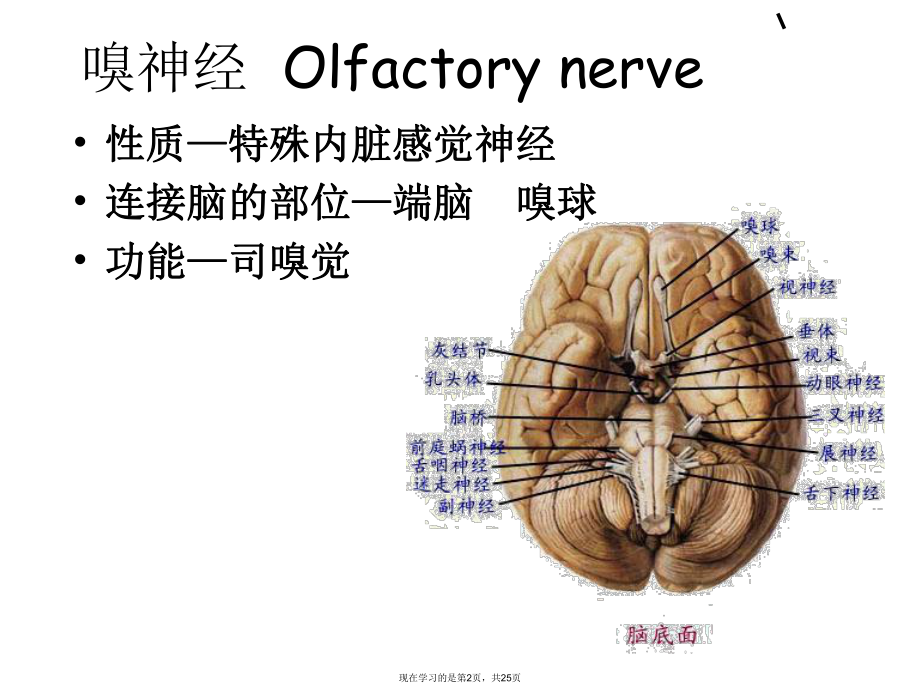 嗅神经视神经.ppt_第2页