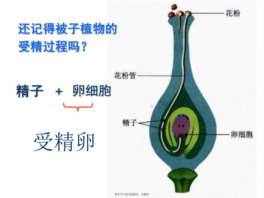 人的生殖过程1课件.ppt_第2页