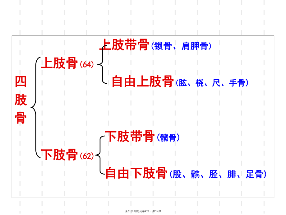 人体解剖学之四肢骨骼课件.ppt_第2页