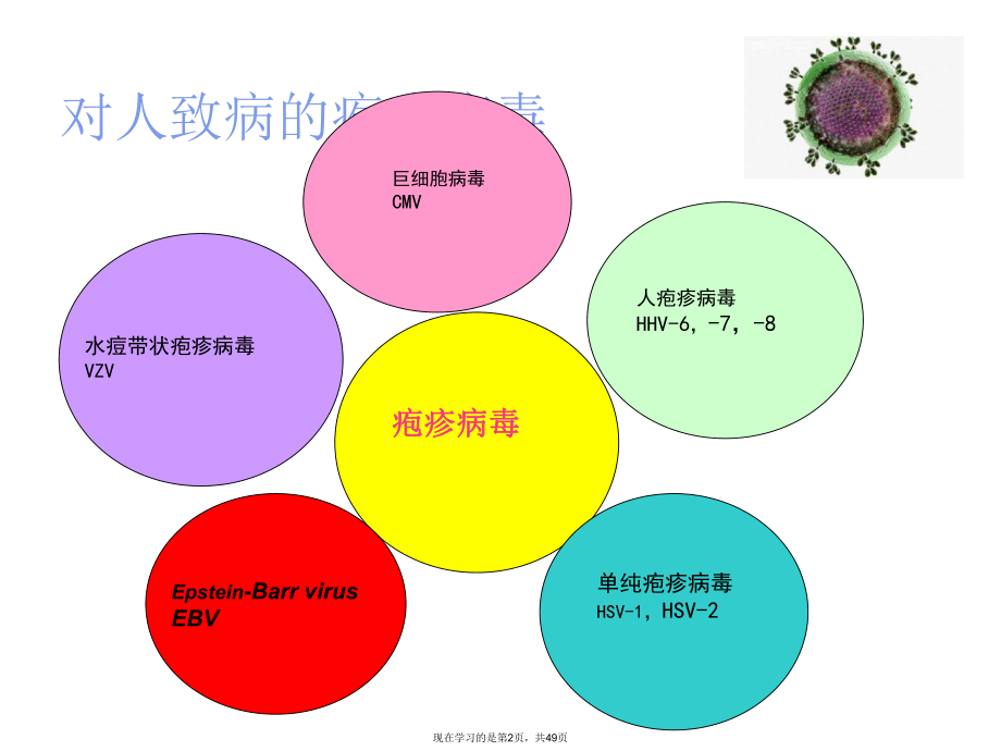 传染性单核细胞增多症PPT课件.ppt_第2页