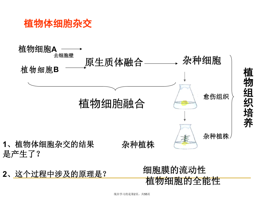 动物细胞工程上课用.ppt_第2页