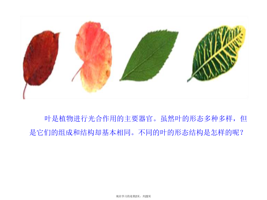 叶是植物进行光合作用的主要器官.ppt_第2页