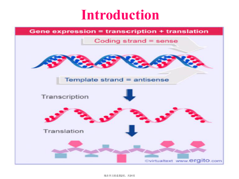 基因表达的调控 (2).ppt_第2页