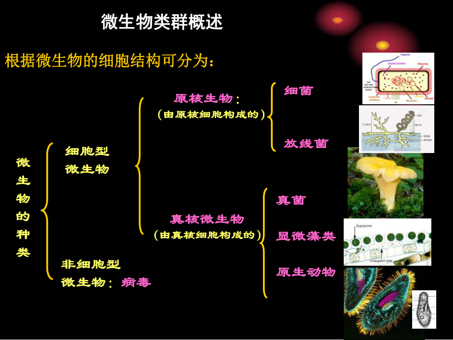 与食品有关的微生物讲稿.ppt_第2页