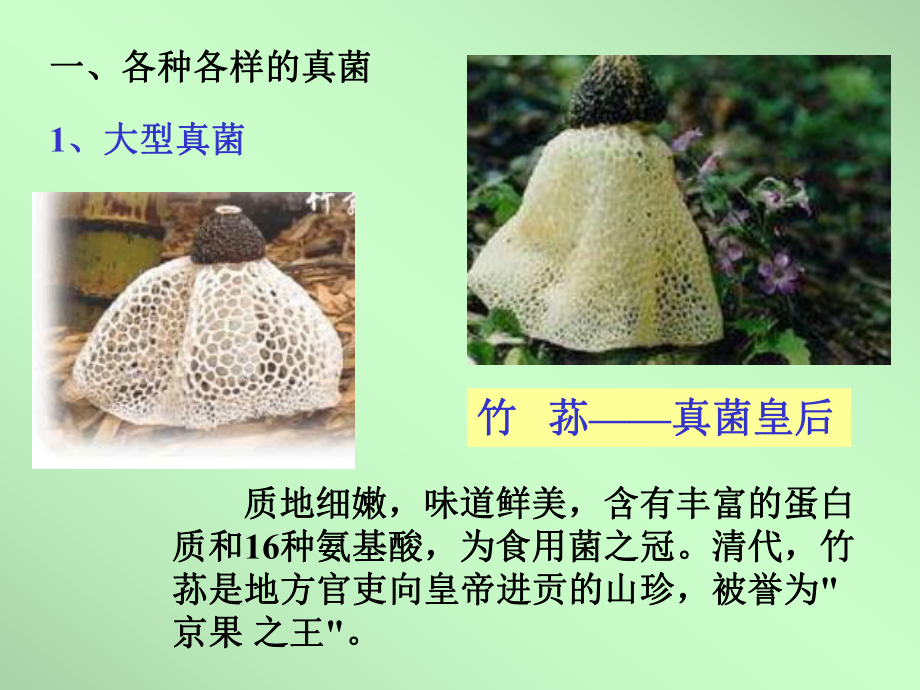 八年级生物上-第5单元第4章-第三节-真菌1-ppt课件人教版.ppt_第2页