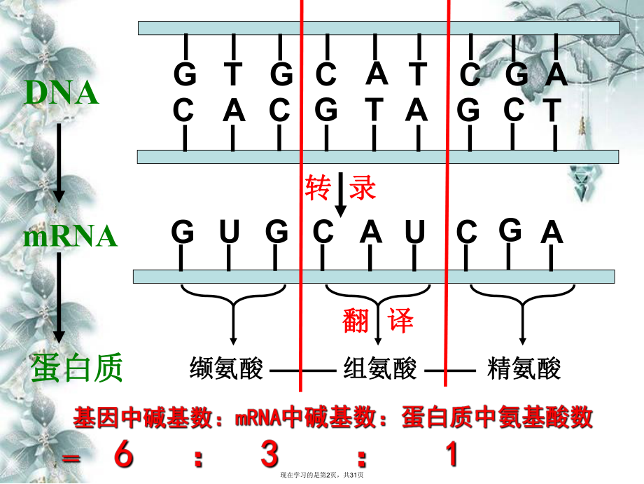 基因对性状的控制 .ppt_第2页