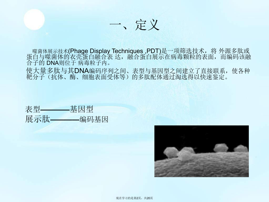 噬菌体表面展示技术.ppt_第2页