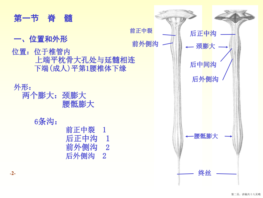 中枢神经系统幻灯片讲稿.ppt_第2页