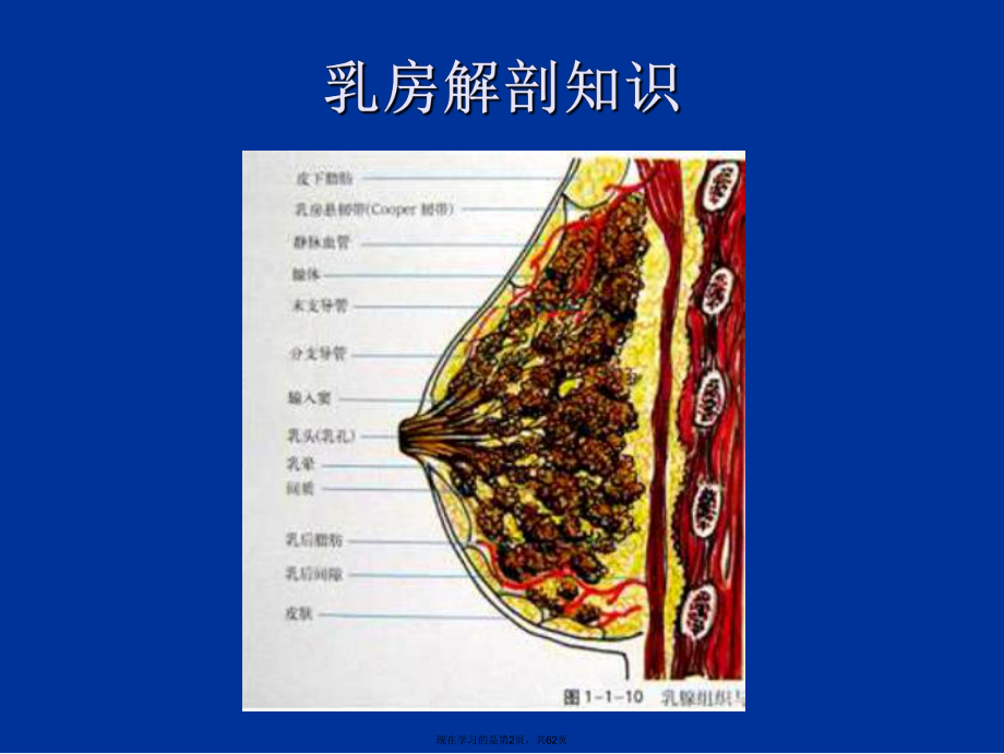 乳腺线精品图片诊断课件.ppt_第2页