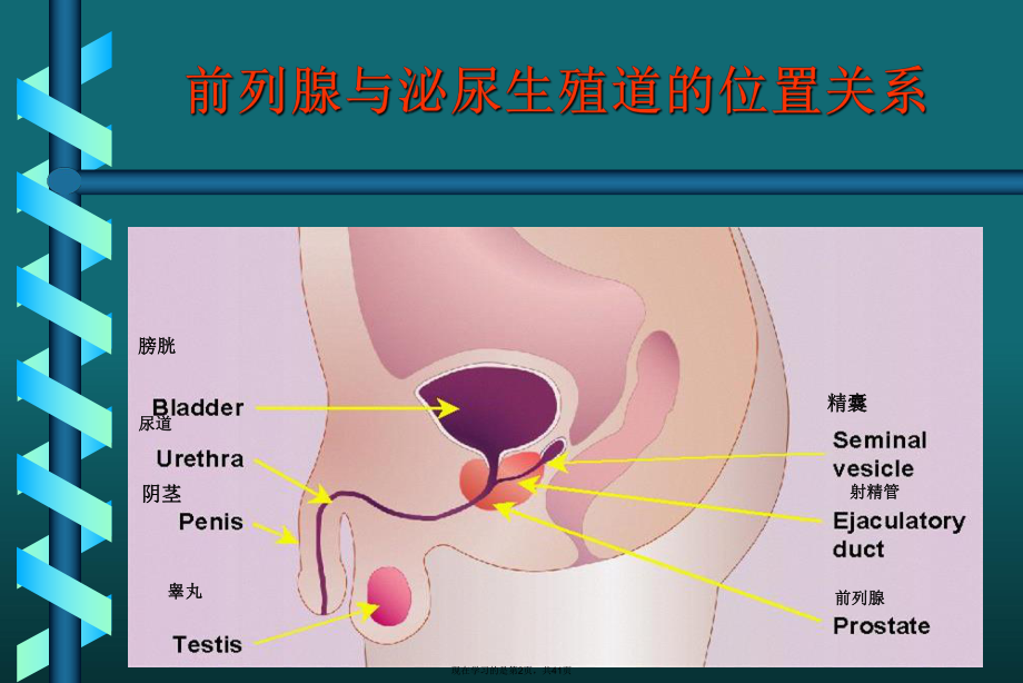 前列腺癌的诊断和治疗.ppt_第2页