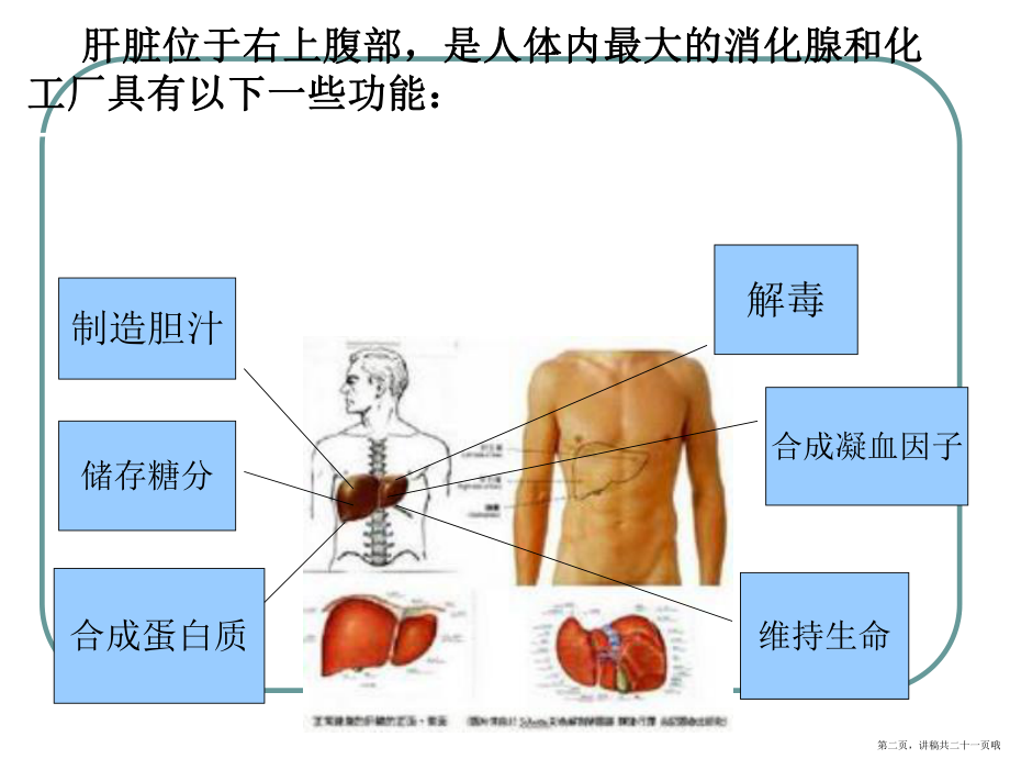 乙肝健康教育讲稿.ppt_第2页