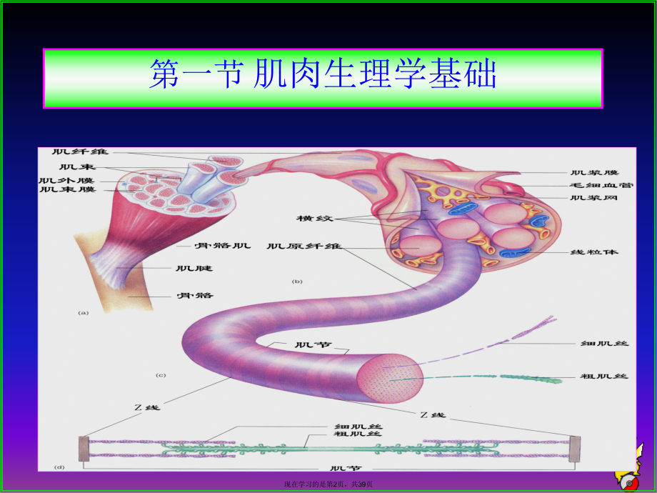 体育康复理论基础课件.ppt_第2页