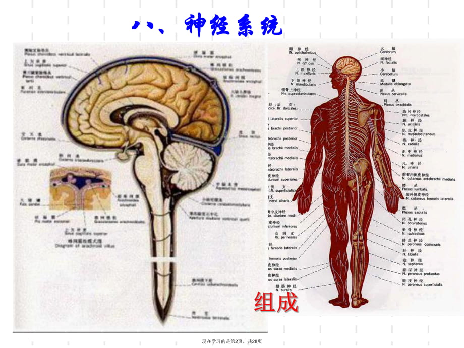 婴幼儿神经系统.ppt_第2页